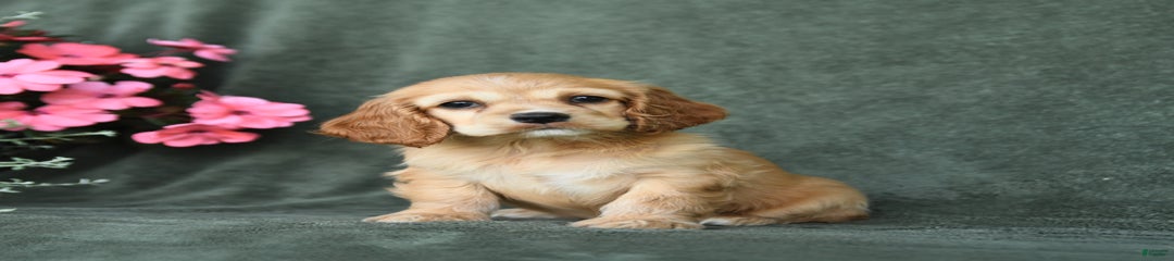 Cinnamon