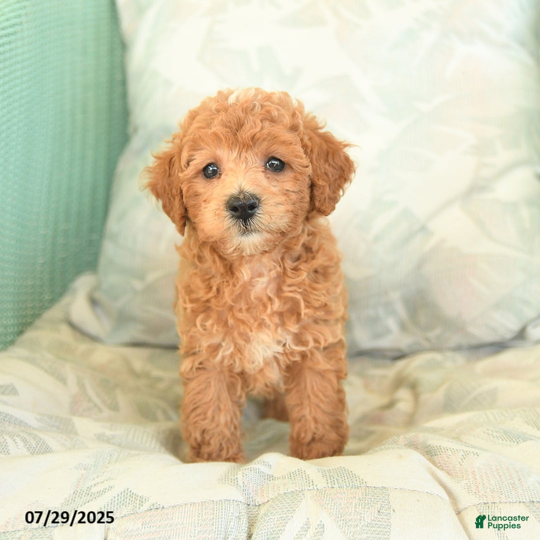 Miniature Poodle dogs for sale: Toto - Image 4