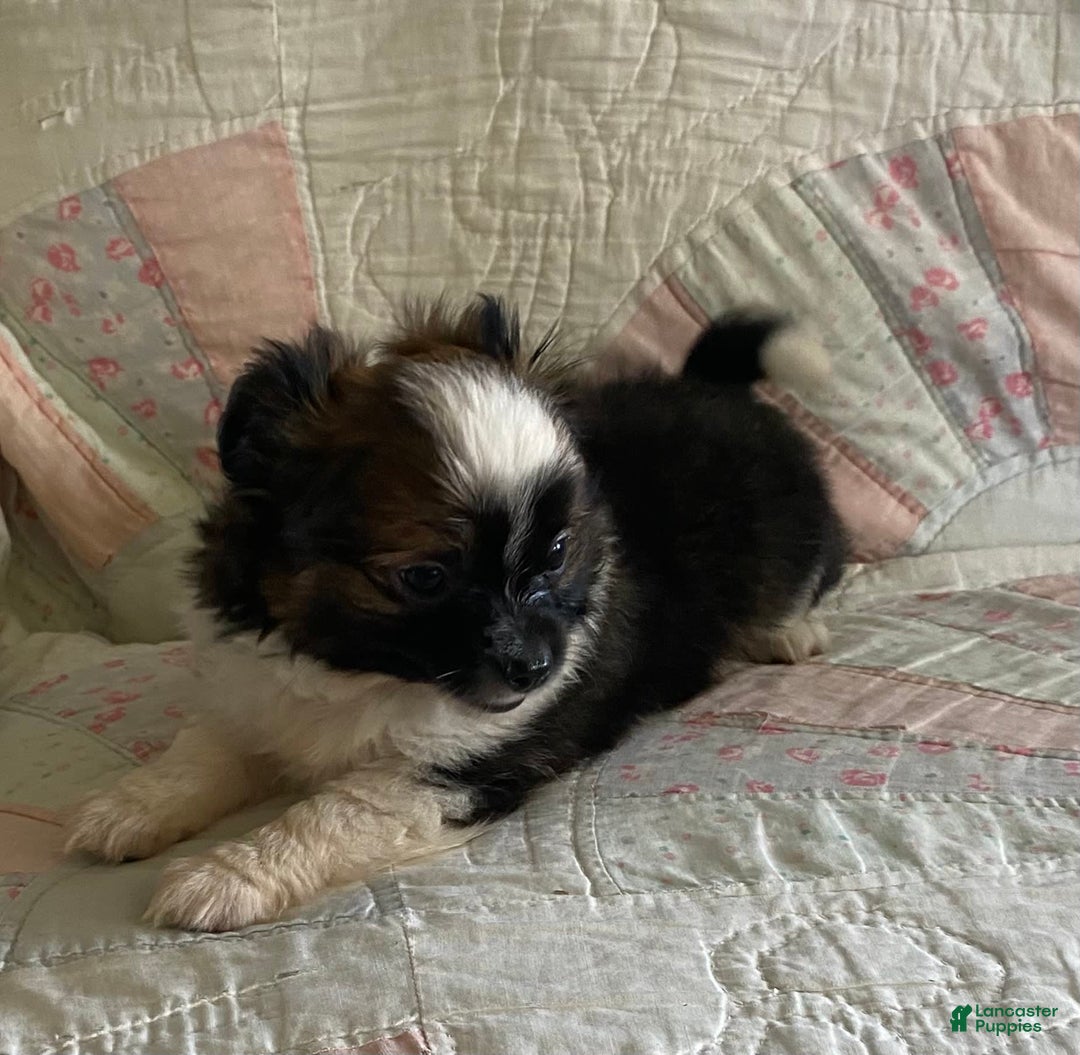 Pomchi dogs for sale: Taner - Image 3