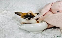 Chihuahua dogs for sale: Catie - Image 1