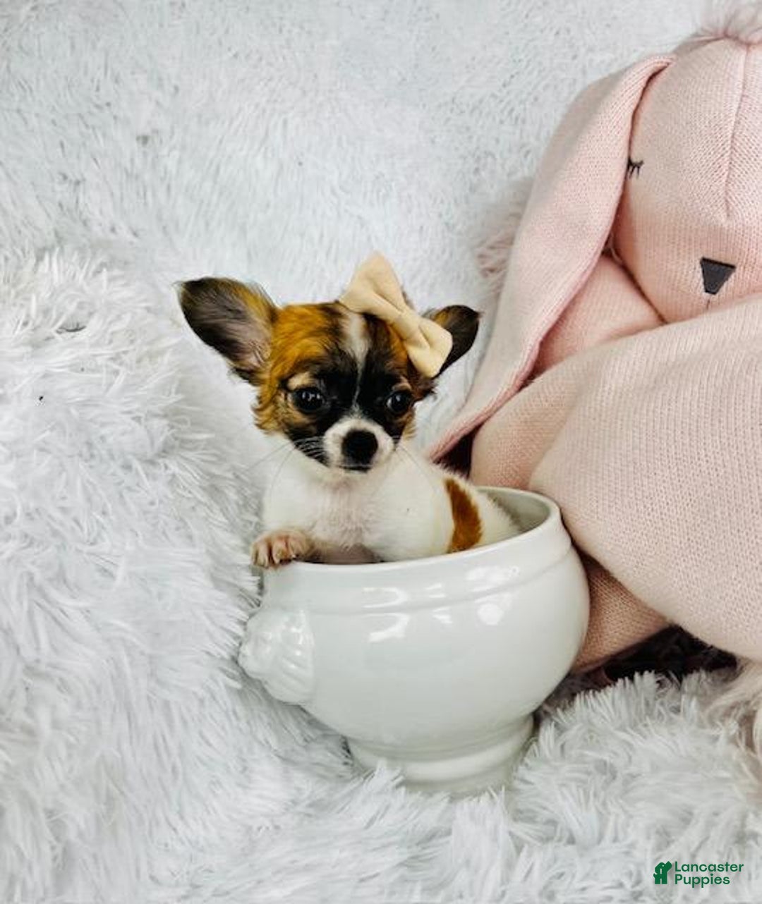 Chihuahua dogs for sale: Catie - Image 1