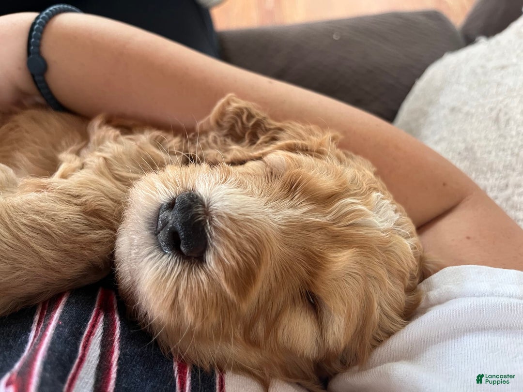 Bernedoodle dogs for sale: Black Collar - Image 6