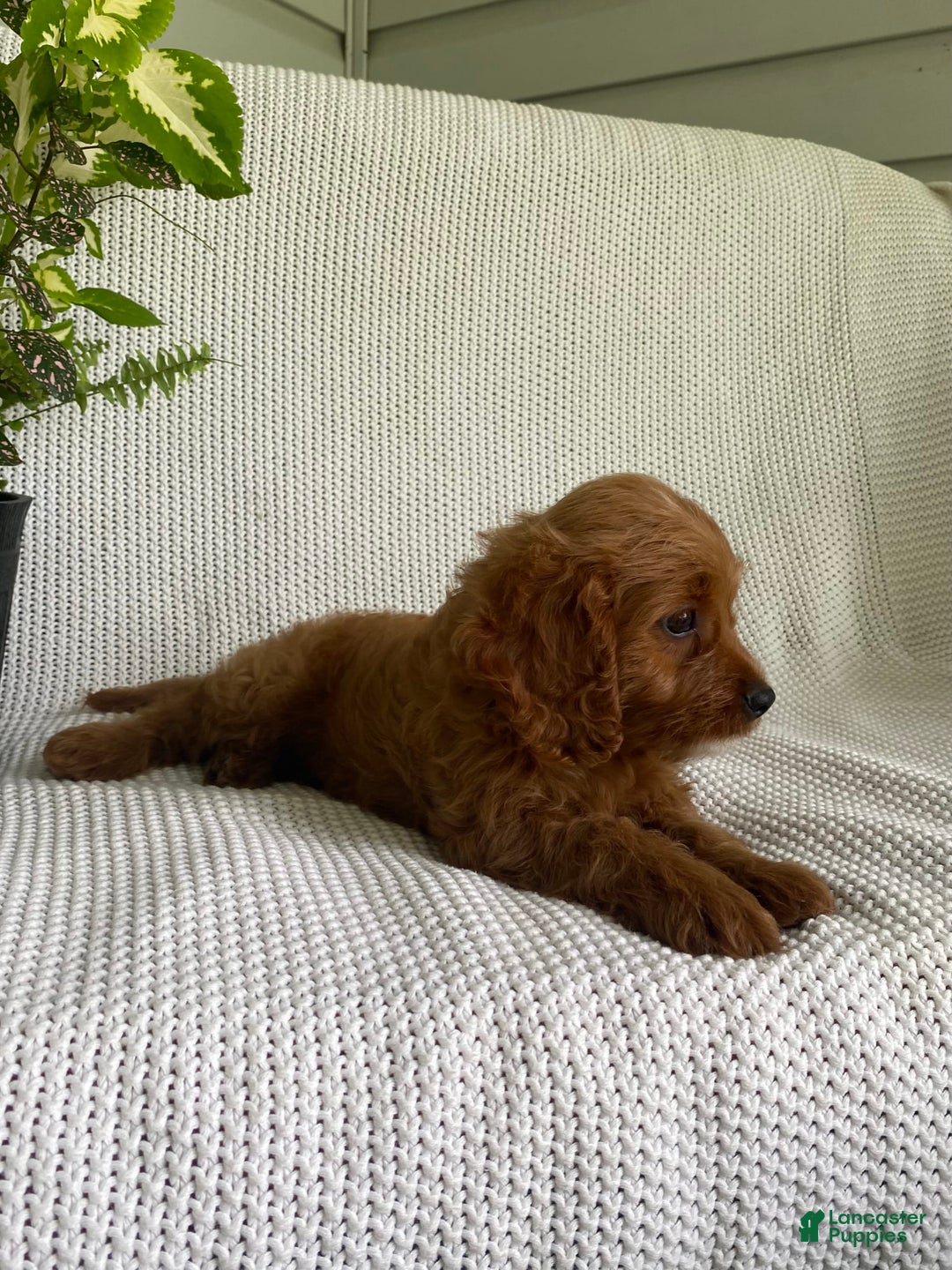 Cavapoo dogs for sale: Moose - Image 4