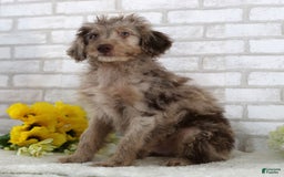 Mini Aussiedoodle dogs for sale: Charlie - Image 2