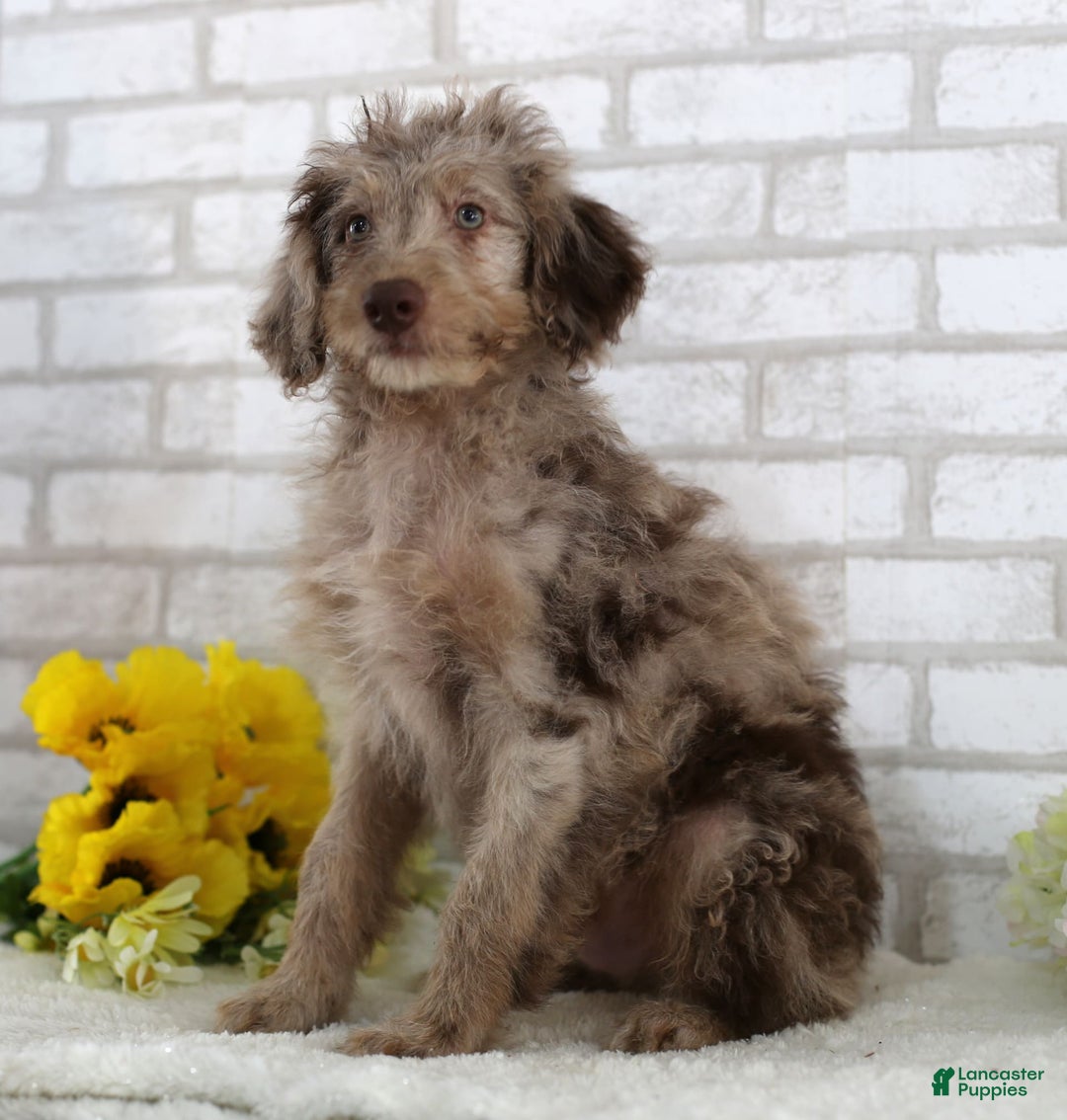 Mini Aussiedoodle dogs for sale: Charlie - Image 2
