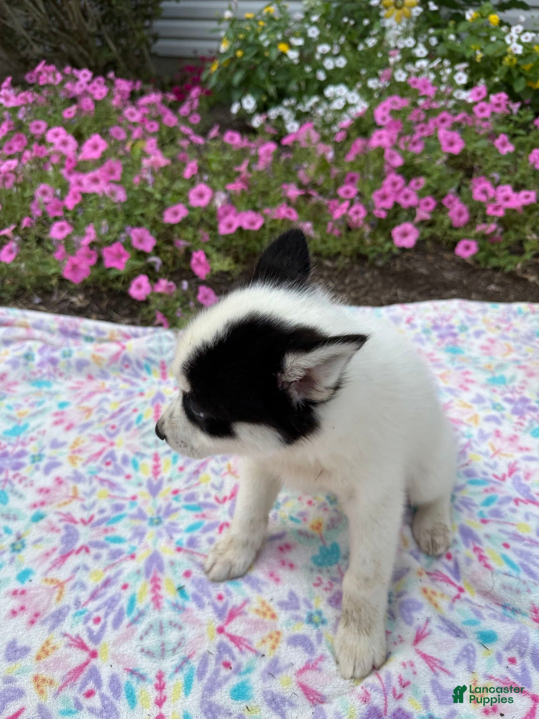 Pomsky dogs for sale: Spottie - Image 3