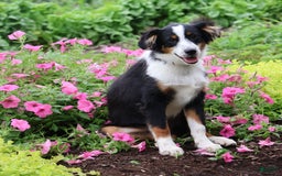 Miniature Australian Shepherd dogs for sale: Eisenhower - Image 23