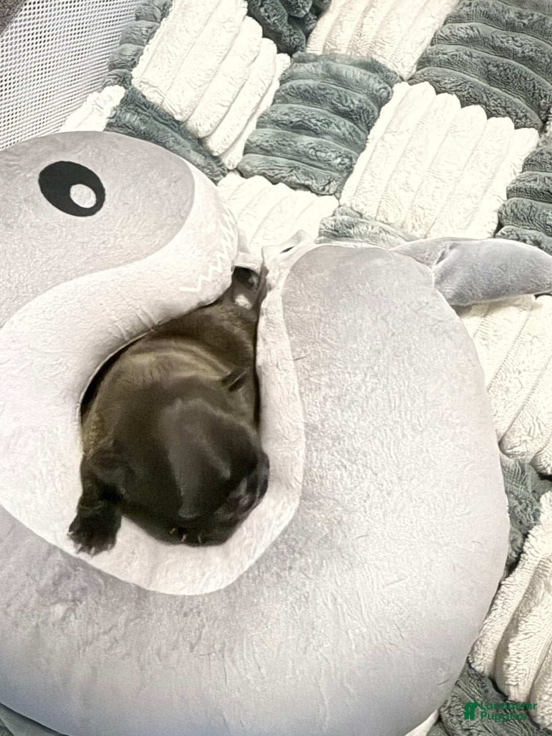 French Bulldog dogs for sale: Akc Black W Sable Overtones - Image 1