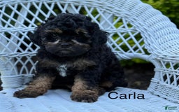 Cavapoo dogs for sale: Carla - Image 1
