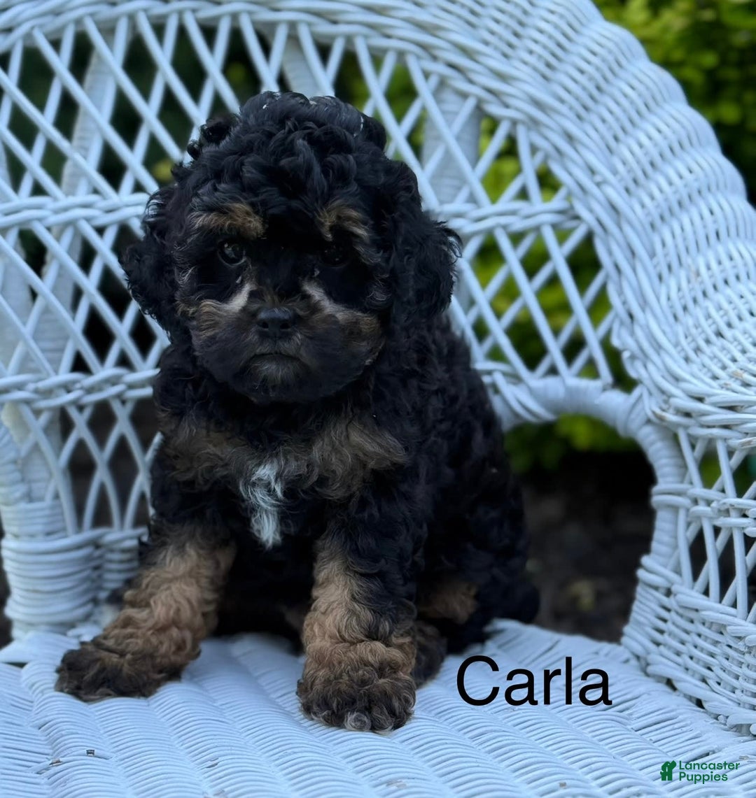 Cavapoo dogs for sale: Carla - Image 1