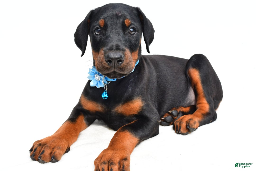 Doberman Pinscher dogs for sale: Melody - Image 1