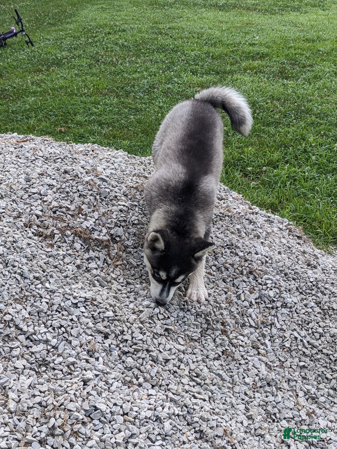 Alaskan Klee Kai dogs for sale: Zodiac/no Collar - Image 3