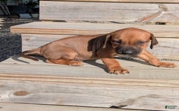 Rhodesian Ridgeback dogs for sale: Max - Image 1