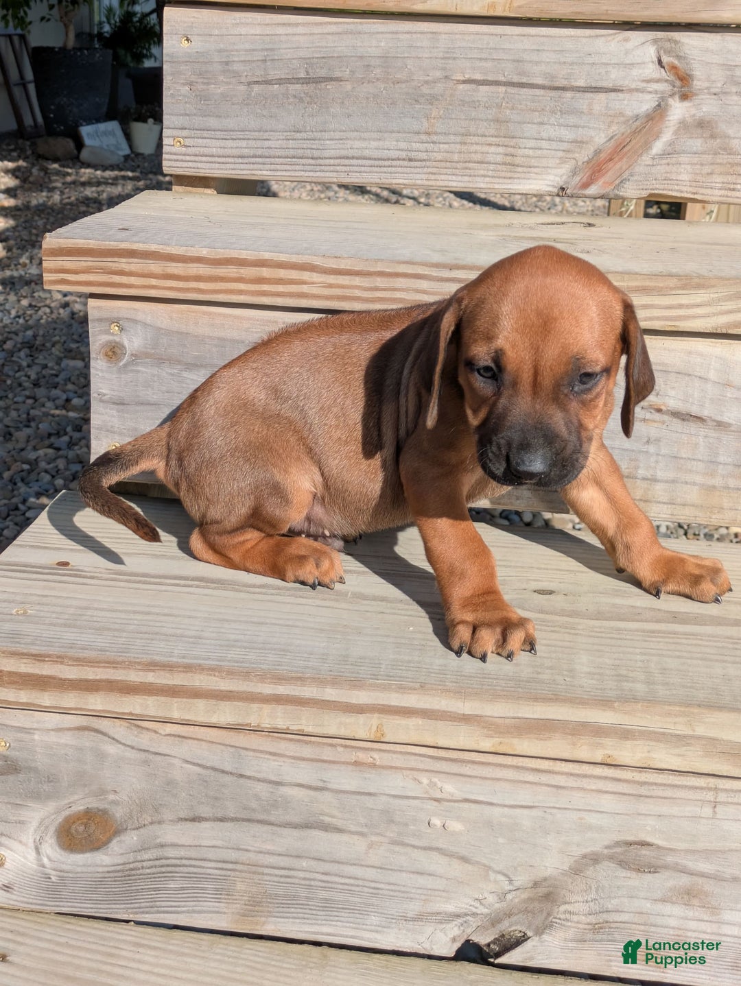 Rhodesian Ridgeback dogs for sale: Max - Image 1