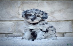 Mini Goldendoodle dogs for sale: Ms. Mia - Image 4
