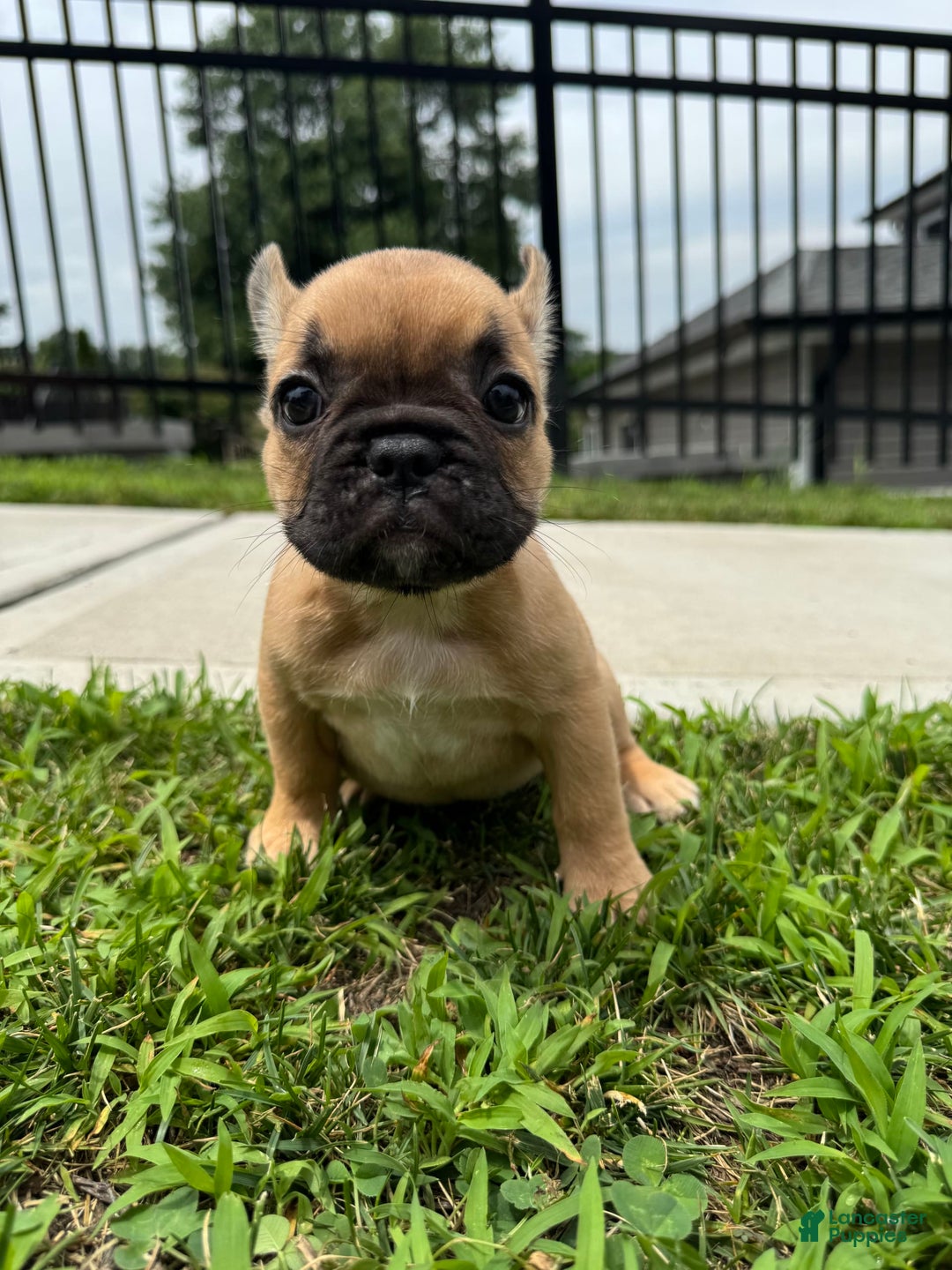 French Bulldog dogs for sale: Rosie - Image 1