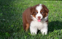 Australian Shepherd dogs for sale: Polly - Image 10