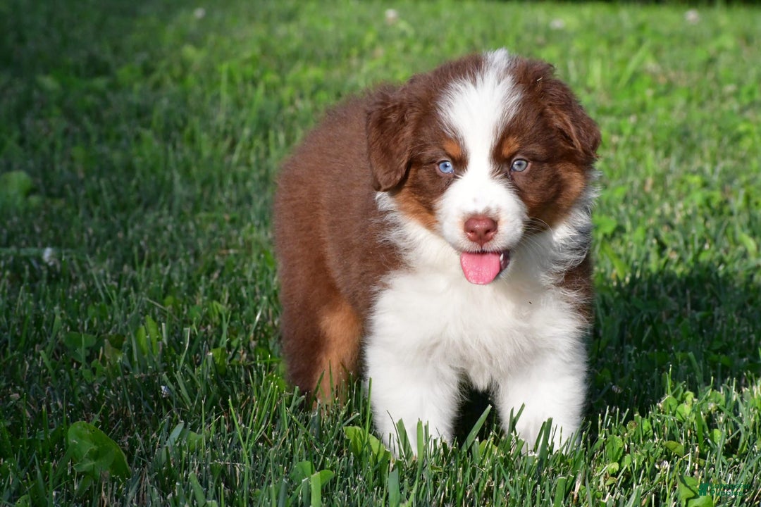 Australian Shepherd dogs for sale: Polly - Image 10