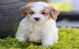 Standard Poodle dogs for sale: Rin - Image 3