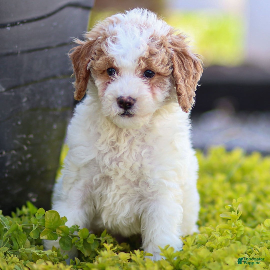 Standard Poodle dogs for sale: Rin - Image 3