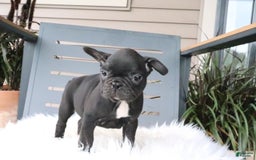 Frenchton dogs for sale: Ollie - Image 5