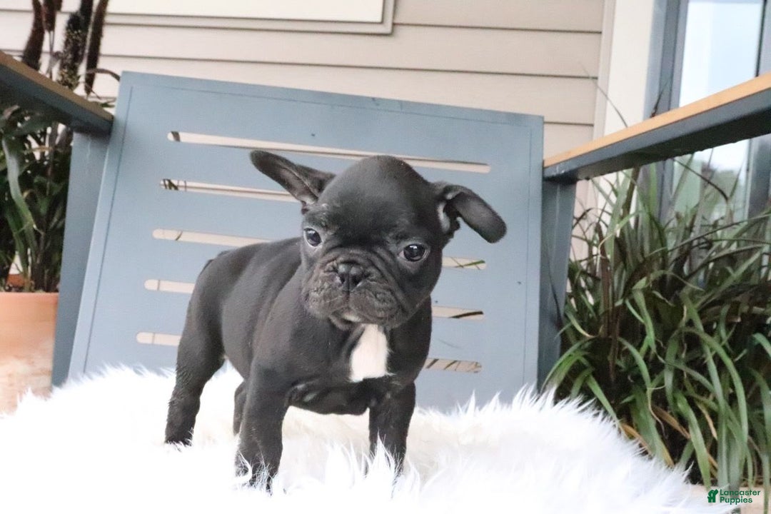 Frenchton dogs for sale: Ollie - Image 5