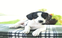 Jack Russell Terrier dogs for sale: Midnight - Image 2