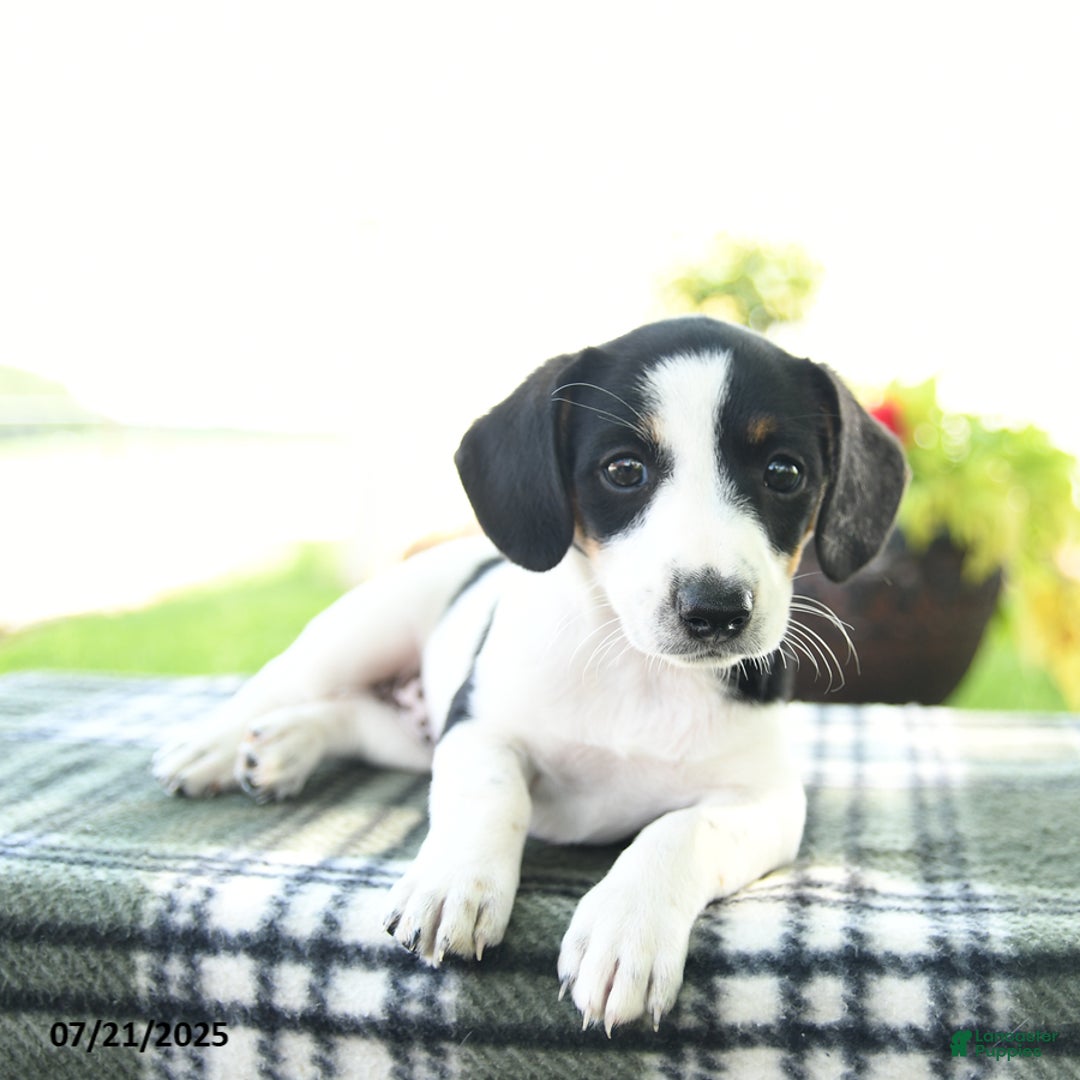Jack Russell Terrier dogs for sale: Midnight - Image 2