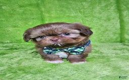 Shih Tzu dogs for sale: Bear - Image 10