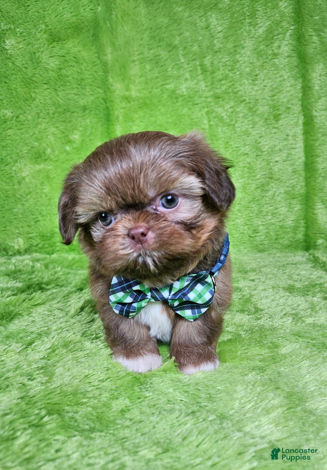 Shih Tzu dogs for sale: Bear - Image 10