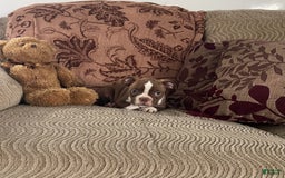 Boston Terrier dogs for sale: Howey - Image 2