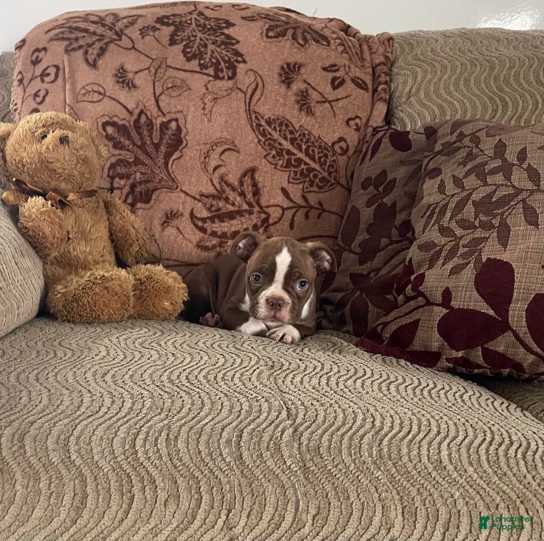 Boston Terrier dogs for sale: Howey - Image 2