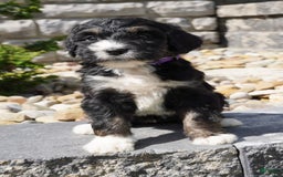 Bernedoodle dogs for sale: Alice - Image 1