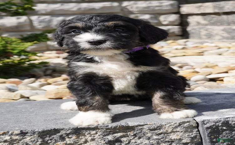 Bernedoodle dogs for sale - Ad 2