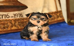 Yorkshire Terrier dogs for sale: Paris - Image 5