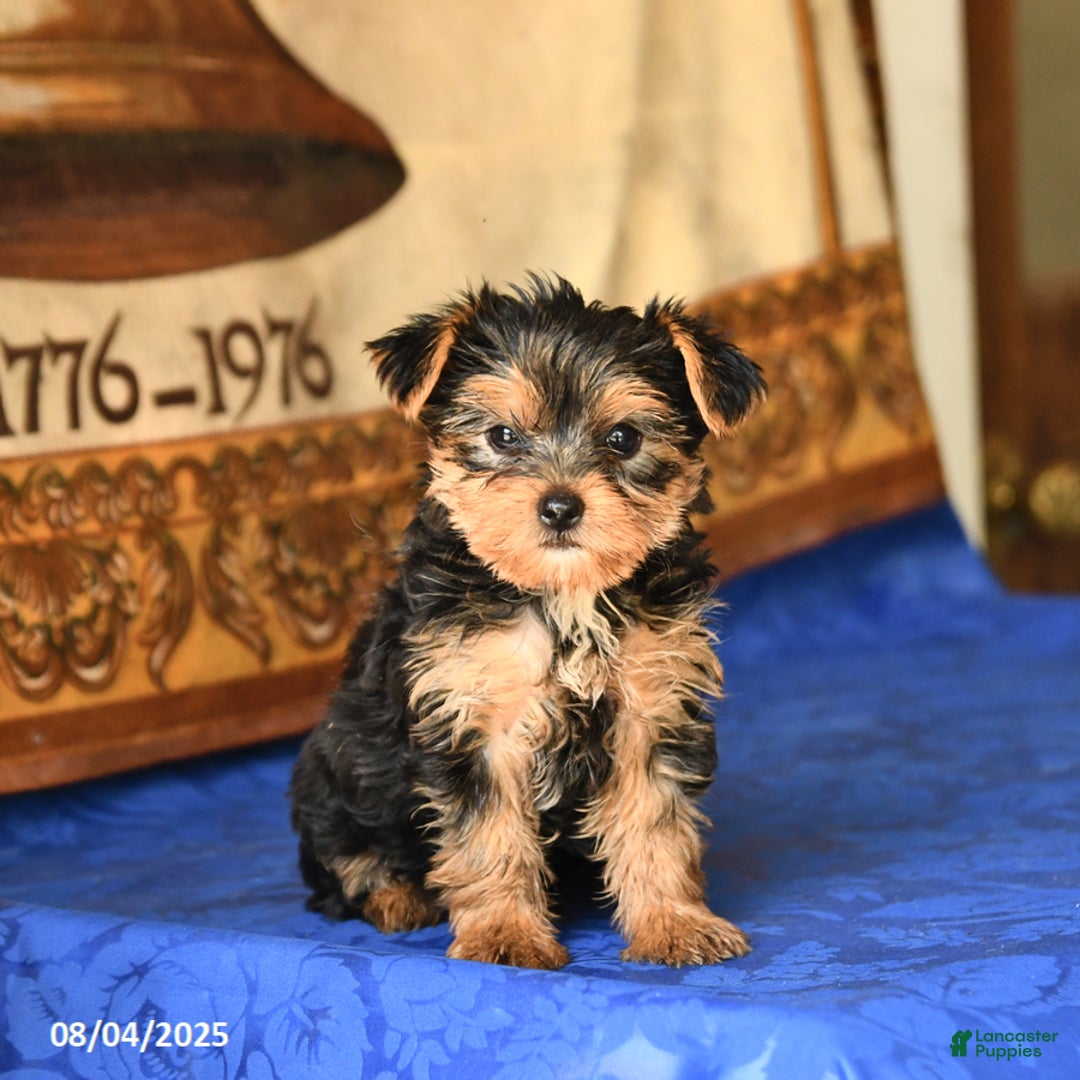 Yorkshire Terrier dogs for sale: Paris - Image 5