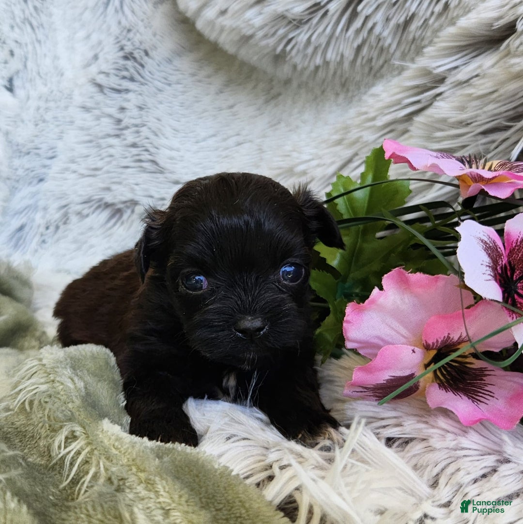 Shihpoo dogs for sale: Buttons - Image 4