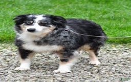 Miniature Australian Shepherd dogs for sale: Julie - Image 9