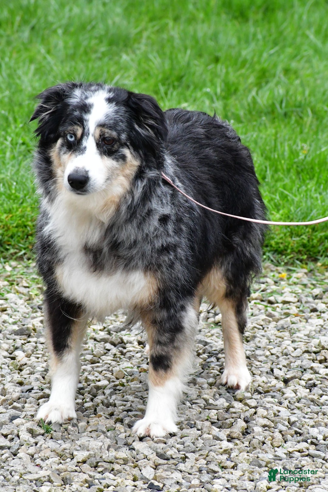 Miniature Australian Shepherd dogs for sale: Julie - Image 9