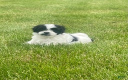 Shih Tzu dogs for sale: Teddy - Image 5