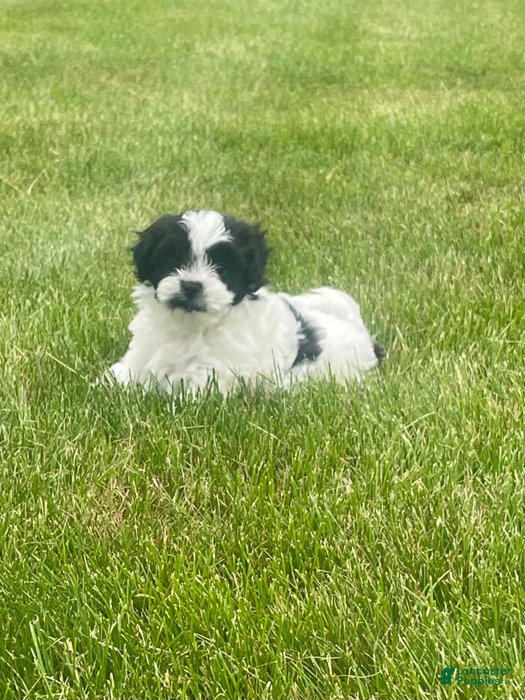 Shih Tzu dogs for sale: Teddy - Image 5
