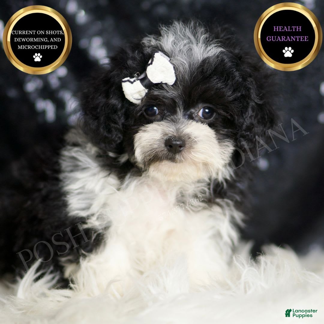 Maltipoo dogs for sale: Belle - Image 1