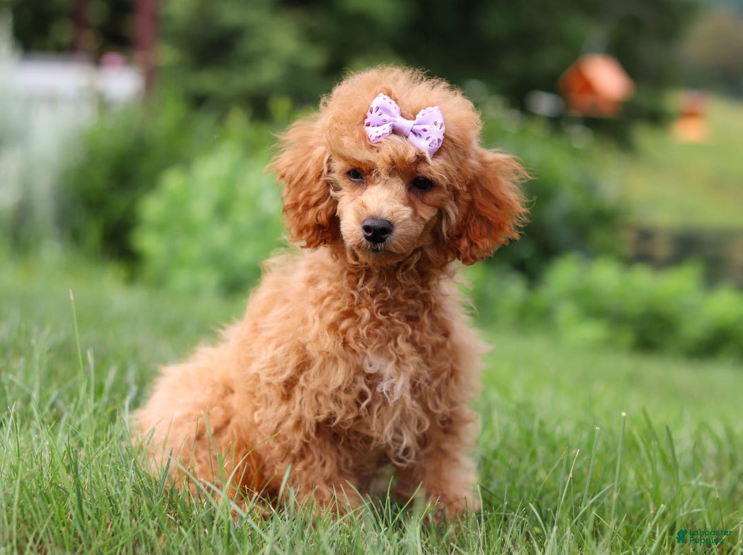 Miniature Poodle dogs for sale: Leah - Image 18