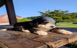 Mini Bernedoodle dogs for sale: Diego - Image 3