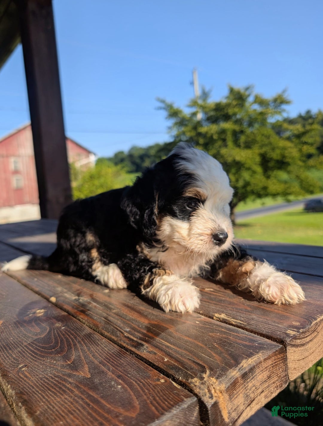 Mini Bernedoodle dogs for sale: Diego - Image 3