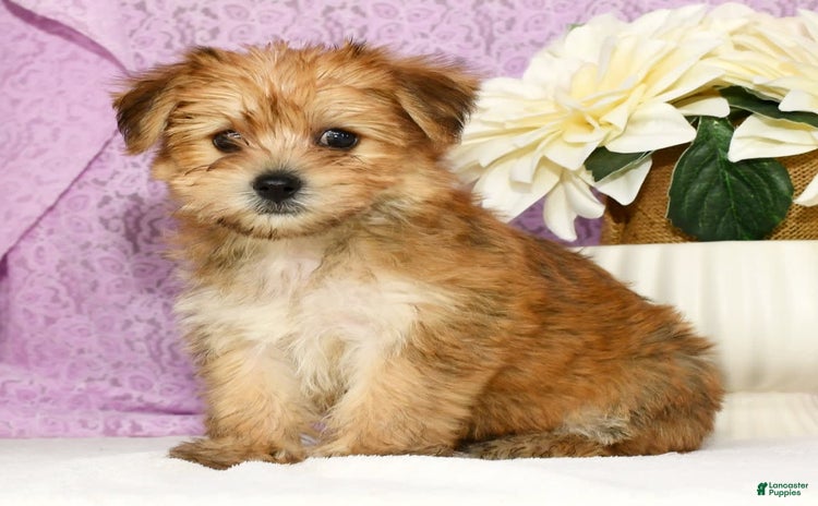 Yochon dogs for sale - Ad 1