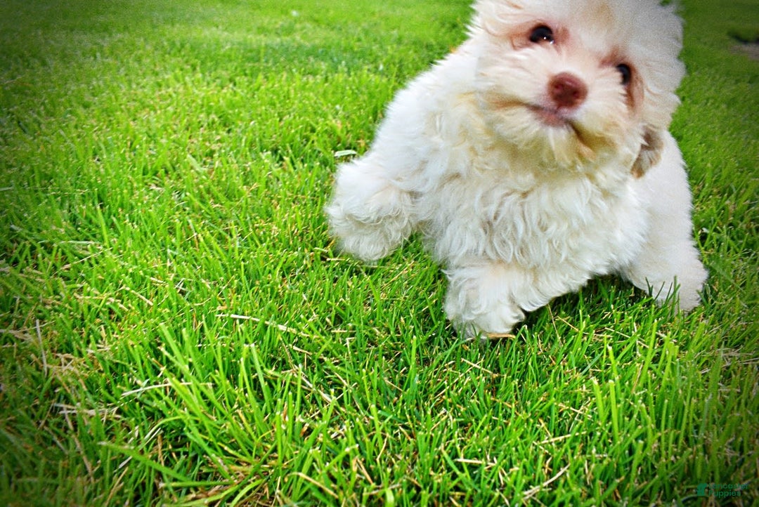 Havapoo dogs for sale: Vanilla - Image 8