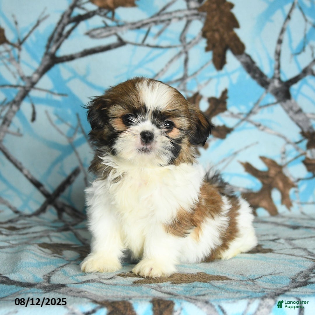 Shih Tzu dogs for sale: Sahara - Image 1