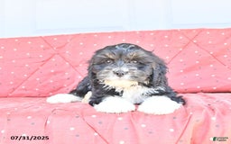 Miniature Bernese Mountain Dog dogs for sale: Peanut - Image 2