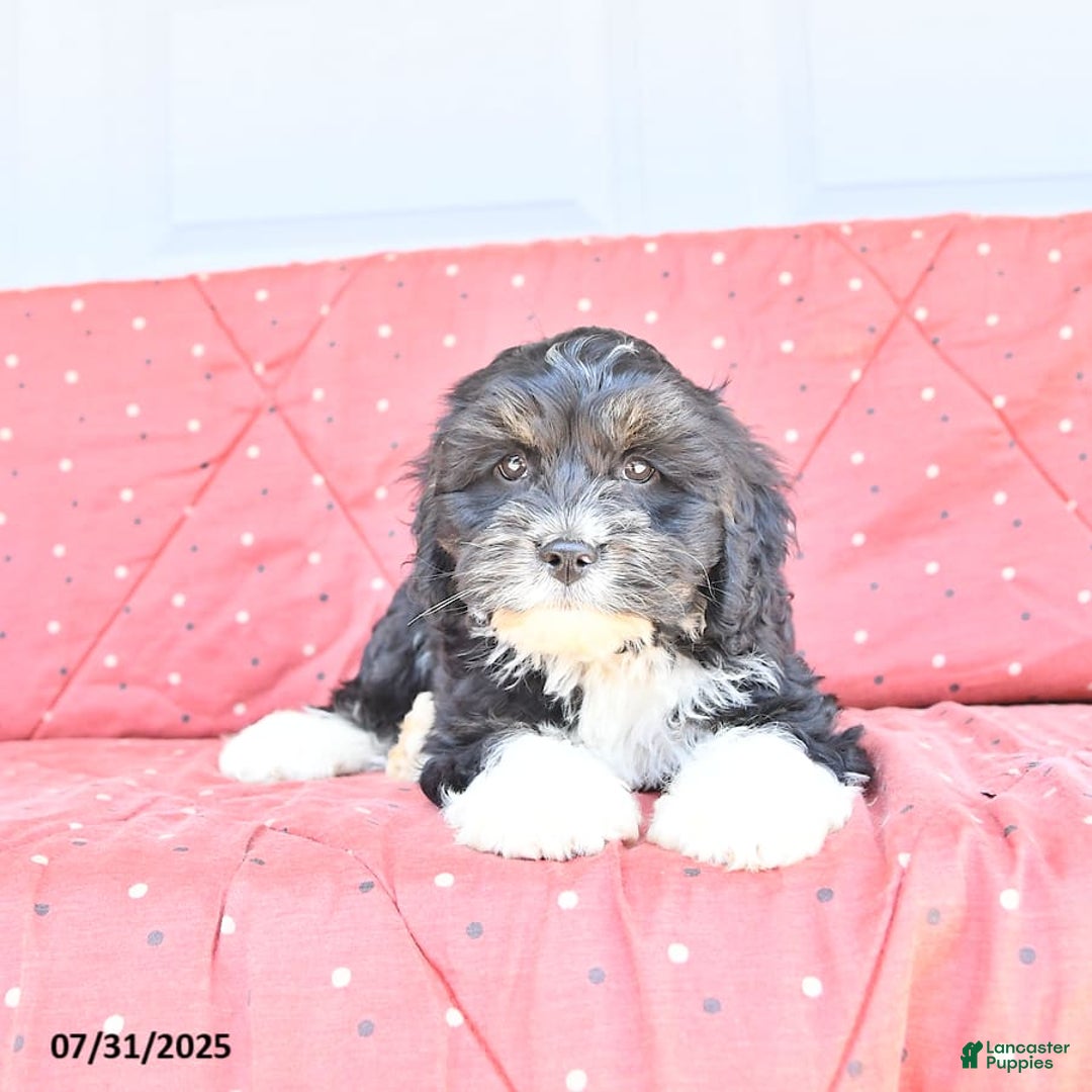 Miniature Bernese Mountain Dog dogs for sale: Peanut - Image 2